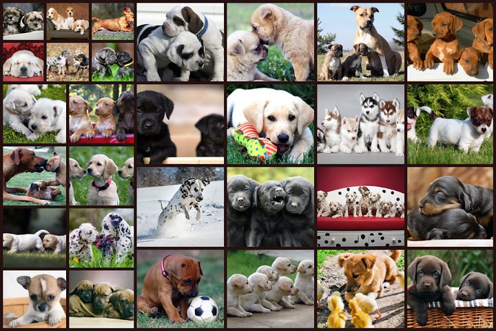 Screenshot 11: Dogs Jigsaw Puzzles Game - For Kids & Adults