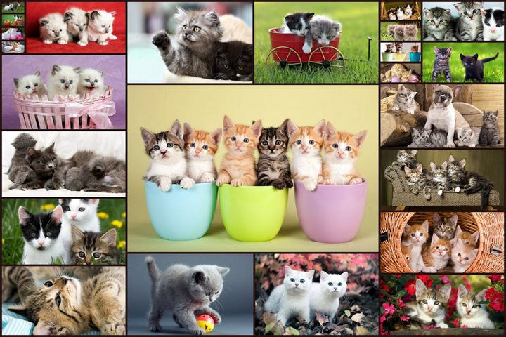 Captura 6: Juego de rompecabezas relajante con gatos