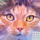 Pixel Art - Paint by Number